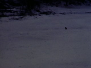 Sleds - Home Movie Clips