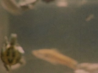Turtles - Home Movie Clips