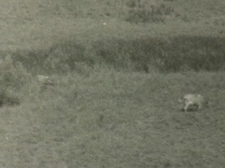 Cattle - Home Movie Clips