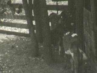 Farm Animals - Home Movie Clips