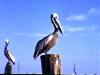 Pelicans - Home Movie Clips