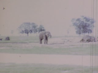 Busch Gardens - Home Movie Clips