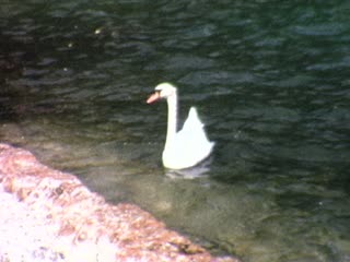 Swans - Home Movie Clips