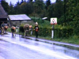 Cows - Home Movie Clips