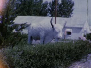 White Buffalo and Elk Statues - Home Movie Clips