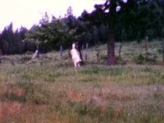 Goats - Home Movie Clips