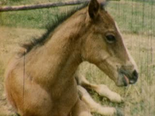 Pastures - Home Movie Clips