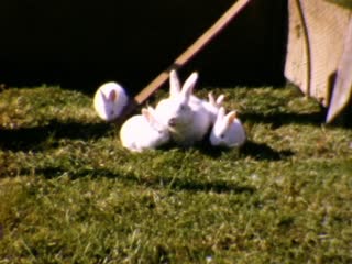 Rabbits - Home Movie Clips
