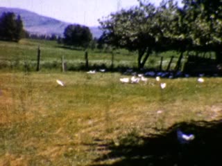 Chickens - Home Movie Clips