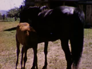 Horses - Home Movie Clips