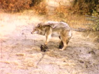 Trapping - Home Movie Clips