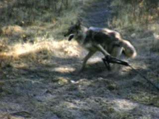 Coyotes - Home Movie Clips