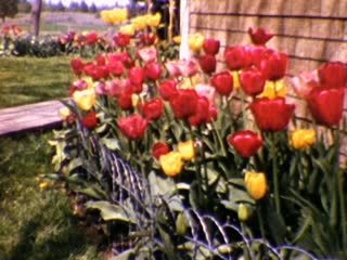 Flowers - Home Movie Clips