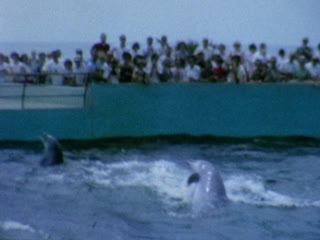 Marineland of Florida - Home Movie Clips