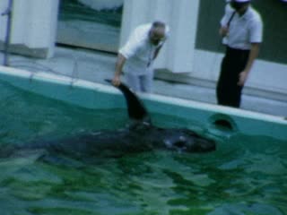 Whales - Home Movie Clips