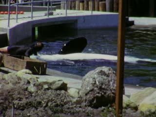 SeaWorld - Home Movie Clips