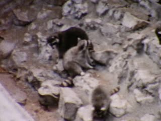 Raccoons - Home Movie Clips
