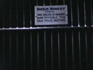 Rhesus Monkey - Home Movie Clips
