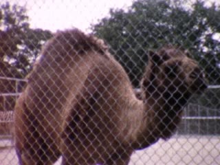 Kansas City - Home Movie Clips