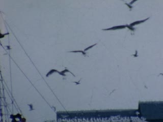 Seagulls - Home Movie Clips