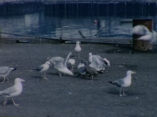 Slow Motion - Home Movie Clips