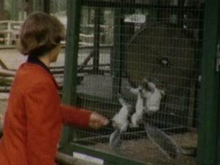 Treadwheels - Home Movie Clips