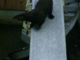 Otters - Home Movie Clips