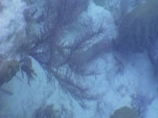 Underwater - Home Movie Clips
