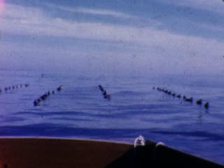 Ducks - Home Movie Clips