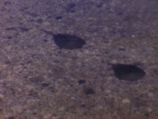 Stingrays - Home Movie Clips