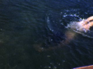 Snorkeling - Home Movie Clips