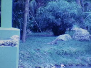 Iguanas - Home Movie Clips