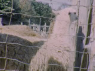 Llamas - Home Movie Clips