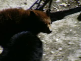 Zoos - Home Movie Clips