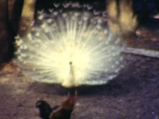 Seville Peacock Farm - Home Movie Clips