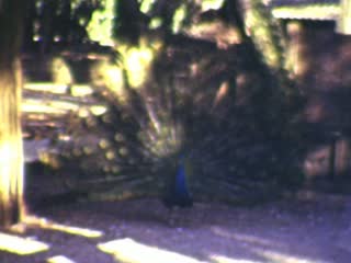 Clearwater - Home Movie Clips