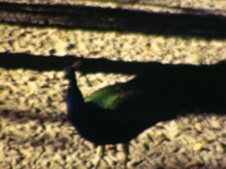 Price Lists - Home Movie Clips