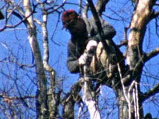 Working - Home Movie Clips