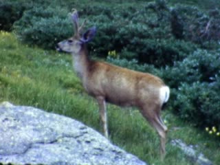 Chicago Lakes - Home Movie Clips