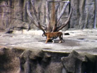 San Francisco Zoo - Home Movie Clips