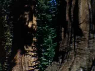 Deer - Home Movie Clips