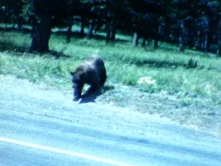 Bears - Home Movie Clips