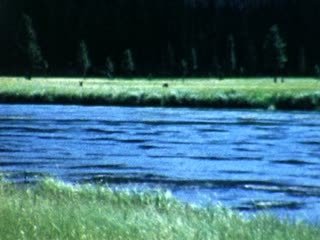 Elk - Home Movie Clips