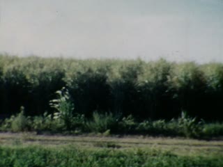 Irrigating - Home Movie Clips