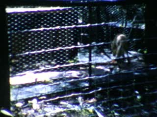 Foxes - Home Movie Clips