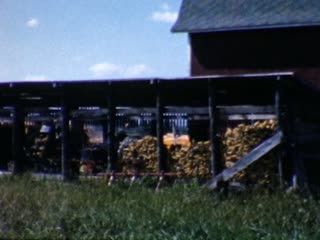 Twin Maples - Home Movie Clips