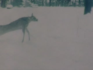 Deer Carcasses - Home Movie Clips