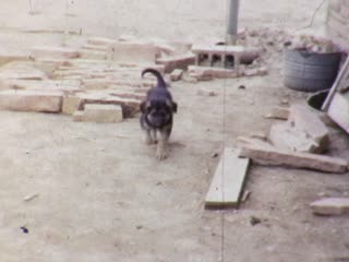 Puppies - Home Movie Clips