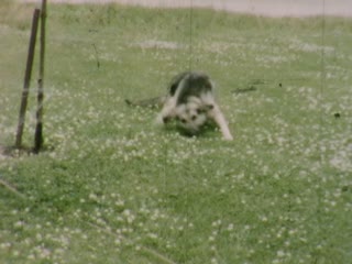 Sprinklers - Home Movie Clips