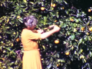 Orange Groves - Home Movie Clips